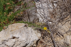 Limbarda crithmoides