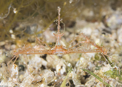 Lambrachaeus ramifer