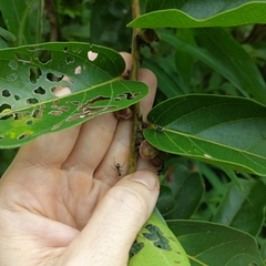 Glochidion zeylanicum