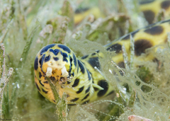 Myrichthys maculosus