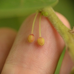 Glochidion zeylanicum