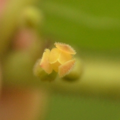 Glochidion zeylanicum