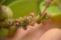 Glochidion zeylanicum