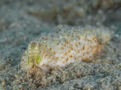 Gibberulus gibberulus