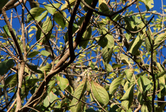 Terminalia phanerophlebia