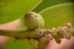 Glochidion zeylanicum