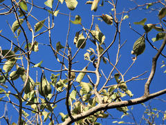 Terminalia phanerophlebia