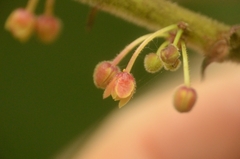 Glochidion zeylanicum