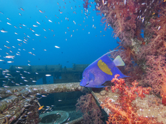 Pomacanthus maculosus