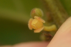Glochidion zeylanicum