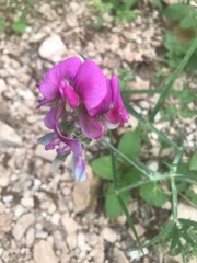 Lathyrus odoratus