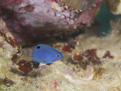 Pomacentrus trichrourus