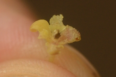 Glochidion zeylanicum