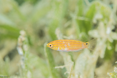 Social Wrasse photo 5