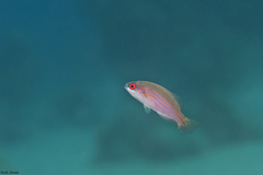 Paracheilinus octotaenia