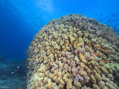Porites nodifera