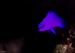 Pseudochromis fridmani