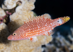 Oxycheilinus orientalis