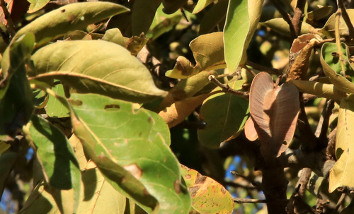 Image of Combretum collinum by (c) Wynand Uys, some rights reserved (CC BY)