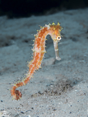 Hippocampus jayakari