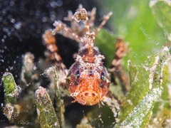 Dendrochirus hemprichi