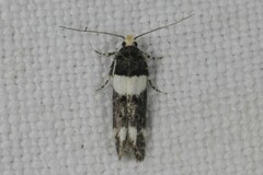 Recurvaria leucatella
