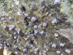 Fistulobalanus albicostatus