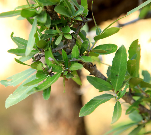 Image of Elaeodendron transvaalense by (c) Wynand Uys, some rights reserved (CC BY)