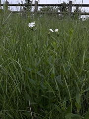 Silene latifolia alba