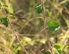 Plectroniella armata