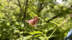 Aquilegia yangii