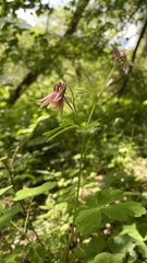 Aquilegia yangii