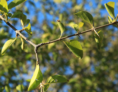 Plectroniella armata
