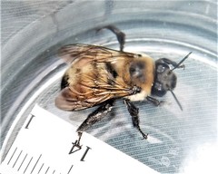 Anthophora bomboides