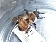 Anthophora bomboides