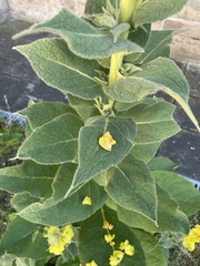 Verbascum phlomoides