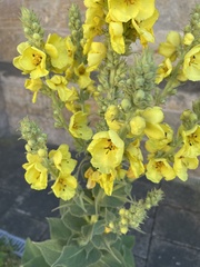 Verbascum phlomoides