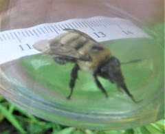 Anthophora bomboides