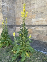Verbascum phlomoides