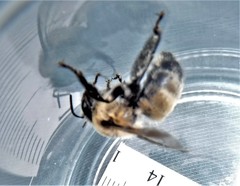 Anthophora bomboides