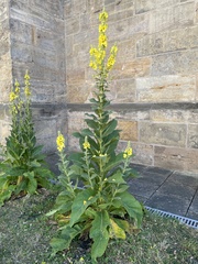 Verbascum phlomoides