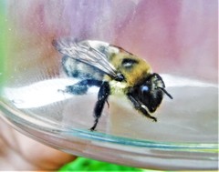 Anthophora bomboides