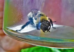 Anthophora bomboides