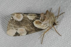 Thyatira batis batis