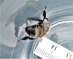 Anthophora bomboides