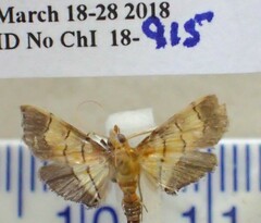 Salbia