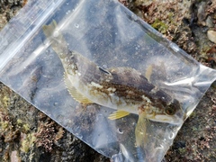 Hexagrammos agrammus