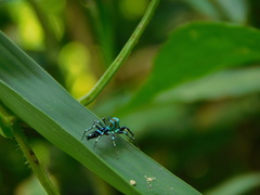 Cosmophasis valerieae