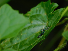Cosmophasis valerieae