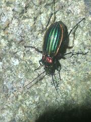 Carabus lineatus